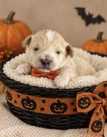 Brady, a female Maltipoo for sale in New Port Richey, FL – 1 of 2