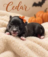 Cedar, a female Miniature Aussiedoodle for sale in New Port Richey, FL – 1 of 2