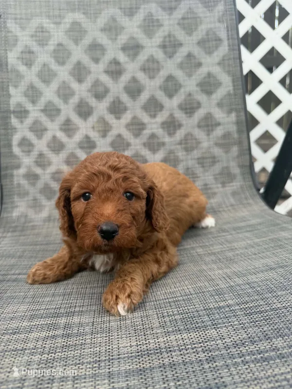Gus – Miniature Goldendoodle puppy for sale in New Port Richey, FL
