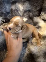 Victory, a male Miniature Goldendoodle for sale in New Port Richey, FL – Photo 3 of 4