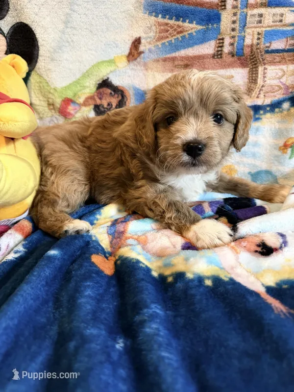 Victory – Miniature Goldendoodle puppy for sale in New Port Richey, FL