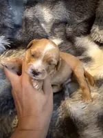 Victory, a male Miniature Goldendoodle for sale in New Port Richey, FL – Photo 2 of 4