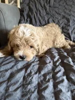 Victory, a male Miniature Goldendoodle for sale in New Port Richey, FL – Photo 3 of 4