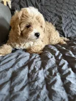 Victory, a male Miniature Goldendoodle for sale in New Port Richey, FL – Photo 1 of 4