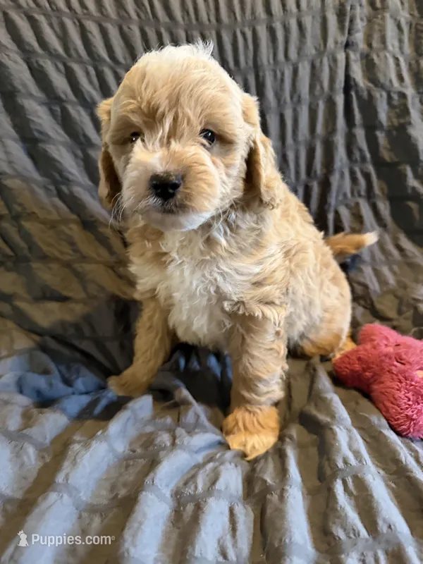 Victory – Miniature Goldendoodle puppy for sale in New Port Richey, FL