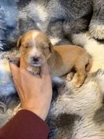 Victory, a male Miniature Goldendoodle for sale in New Port Richey, FL – Photo 4 of 4