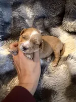 Victory, a male Miniature Goldendoodle for sale in New Port Richey, FL – Photo 1 of 4