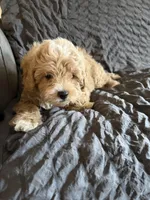 Victory, a male Miniature Goldendoodle for sale in New Port Richey, FL – Photo 4 of 4