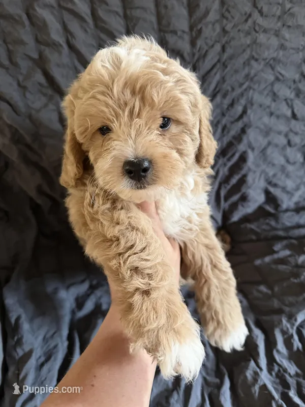 Victory – Miniature Goldendoodle puppy for sale in New Port Richey, FL