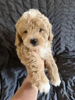 Victory, a male Miniature Goldendoodle for sale in New Port Richey, FL – Photo 2 of 4