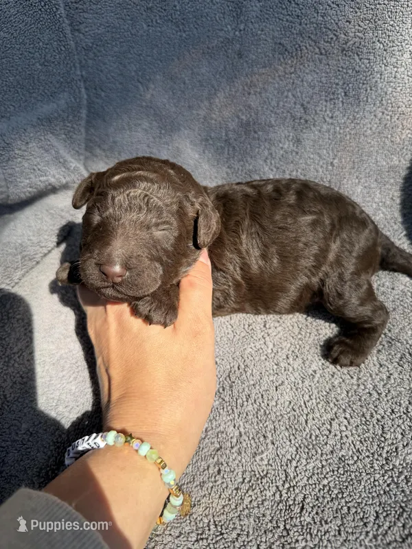 Godiva  – Miniature Goldendoodle puppy for sale in New Port Richey, FL