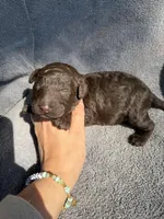 Godiva , a female Miniature Goldendoodle for sale in New Port Richey, FL – 1 of 5