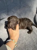 Godiva , a female Miniature Goldendoodle for sale in New Port Richey, FL – 5 of 5