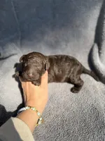 Godiva , a female Miniature Goldendoodle for sale in New Port Richey, FL – 2 of 5