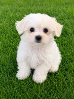 Levi, a male Maltese for sale in New Port Richey, FL – 2 of 2