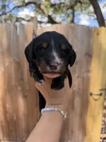 Flick AKC, a male Miniature Dachshund for sale in New Port Richey, FL – 4 of 6