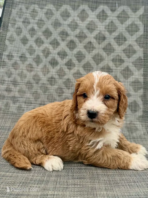 Elijah – Miniature Goldendoodle puppy for sale in New Port Richey, FL