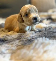 Valor, a male Miniature Goldendoodle for sale in New Port Richey, FL – Photo 2 of 2