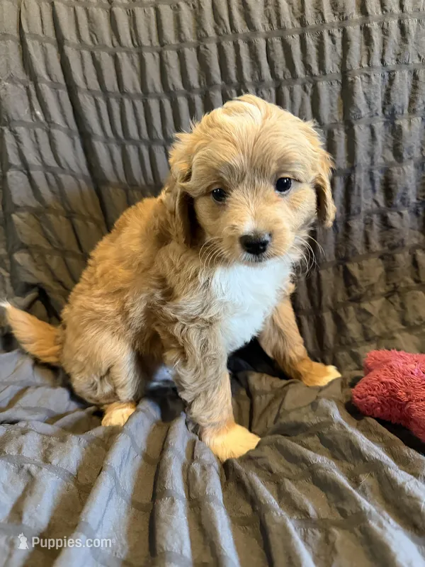 Valor – Miniature Goldendoodle puppy for sale in New Port Richey, FL