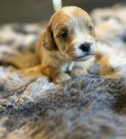 Valor, a male Miniature Goldendoodle for sale in New Port Richey, FL – Photo 1 of 2