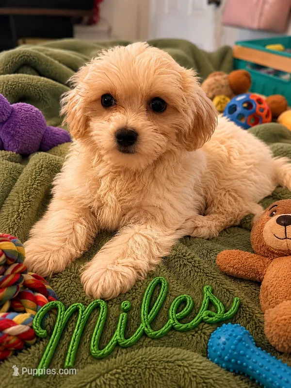 Miles – Morkie puppy for sale in New Port Richey, FL