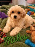Miles, a male Morkie for sale in New Port Richey, FL – 1 of 2
