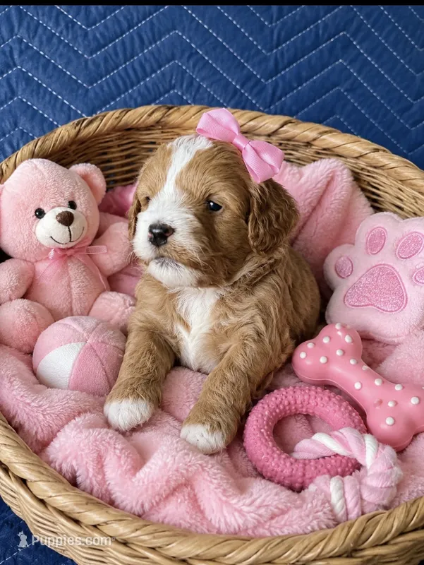 Tiara – Miniature Bernedoodle puppy for sale in New Port Richey, FL