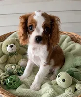 Wyatt, a male Cavalier King Charles Spaniel for sale in New Port Richey, FL – 2 of 2