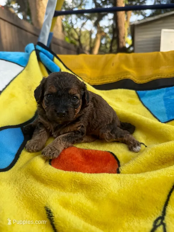 Ira – Cockapoo puppy for sale in New Port Richey, FL