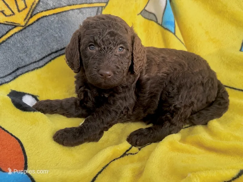 Godiva  – Miniature Goldendoodle puppy for sale in New Port Richey, FL