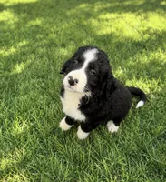 Reuben, a male Bernedoodle for sale in New Port Richey, FL – 3 of 3