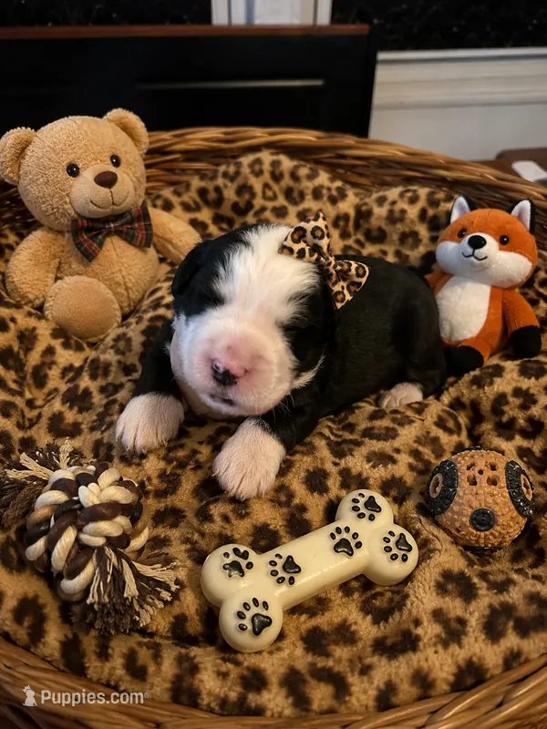 Sarabi  – Bernedoodle puppy for sale in New Port Richey, FL