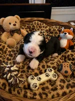 Sarabi , a female Bernedoodle for sale in New Port Richey, FL – 1 of 2