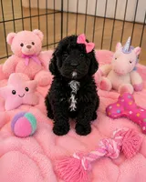 Ophelia , a female Miniature Aussiedoodle for sale in New Port Richey, FL – 2 of 2