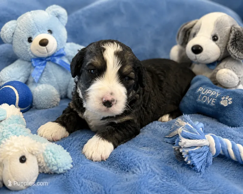 Rogan – Bernedoodle puppy for sale in New Port Richey, FL