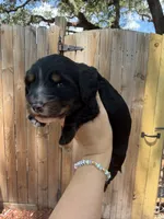 Flick AKC, a male Miniature Dachshund for sale in New Port Richey, FL – 2 of 6