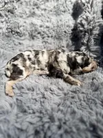 Blossom, a female Aussiedoodle and Poodle - Standard  for sale in New Port Richey, FL – Photo 4 of 7