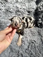 Blossom, a female Aussiedoodle and Poodle - Standard  for sale in New Port Richey, FL – Photo 5 of 7