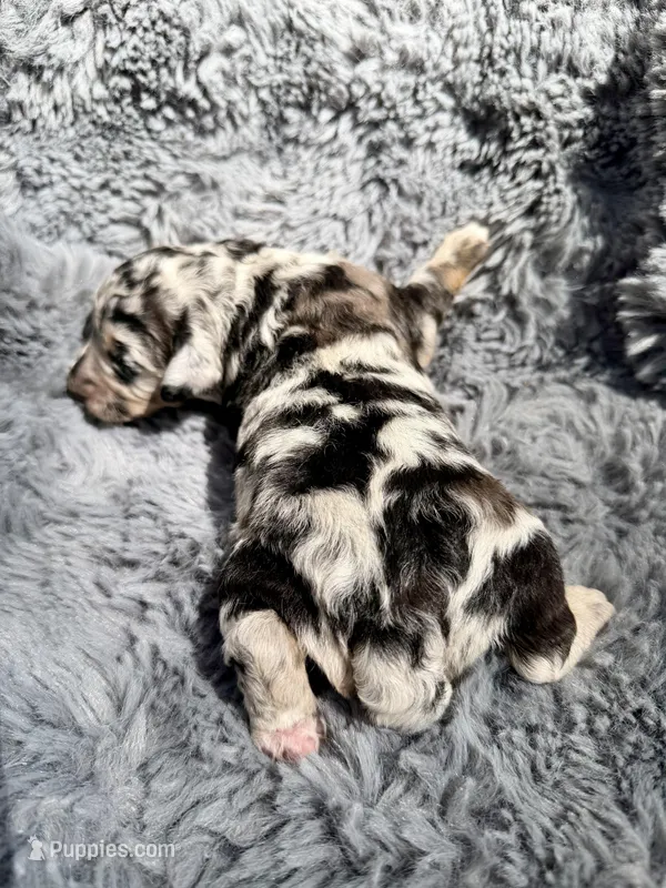 Blossom – Aussiedoodle, Poodle - Standard  puppy for sale in New Port Richey, FL