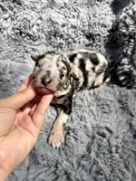 Blossom, a female Aussiedoodle and Poodle - Standard  for sale in New Port Richey, FL – Photo 6 of 7
