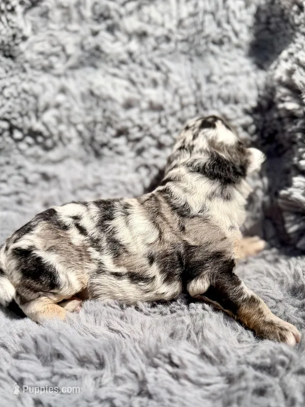 Blossom – Aussiedoodle, Poodle - Standard  puppy for sale in New Port Richey, FL