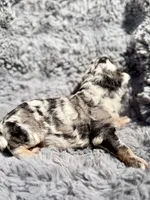 Blossom, a female Aussiedoodle and Poodle - Standard  for sale in New Port Richey, FL – Photo 1 of 7