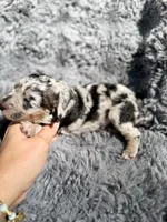 Blossom, a female Aussiedoodle and Poodle - Standard  for sale in New Port Richey, FL – Photo 2 of 7