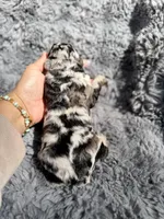 Blossom, a female Aussiedoodle and Poodle - Standard  for sale in New Port Richey, FL – Photo 3 of 7
