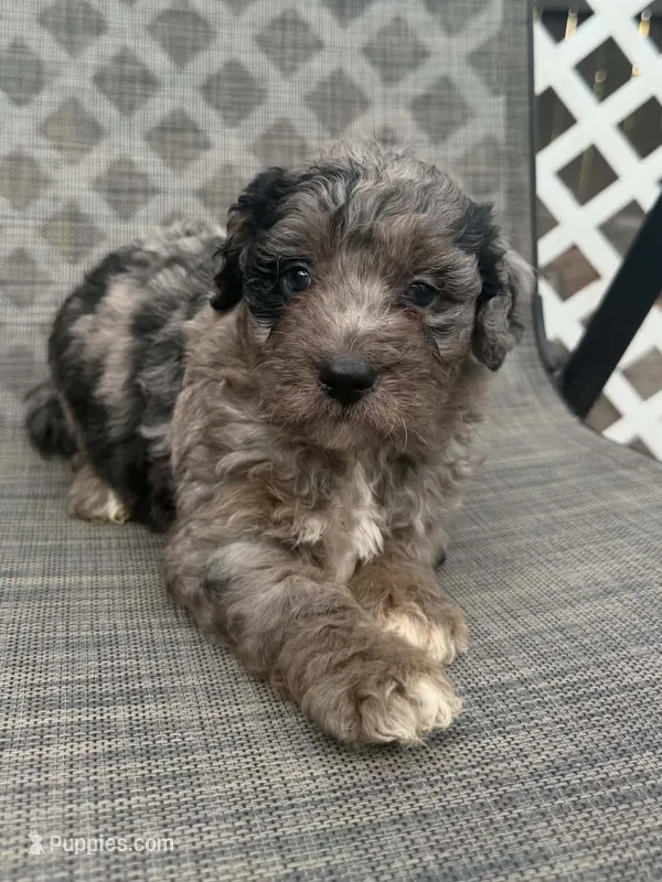 Calix F1bb – Miniature Bernedoodle puppy for sale in New Port Richey, FL