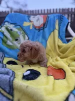 Kash, a male Yorkipoo and Poodle - Toy  for sale in New Port Richey, FL – 9 of 9