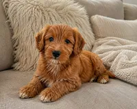Elijah, a male Miniature Goldendoodle for sale in New Port Richey, FL – 1 of 4