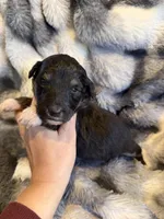 Umi, a male Aussiedoodle for sale in New Port Richey, FL – Photo 3 of 3