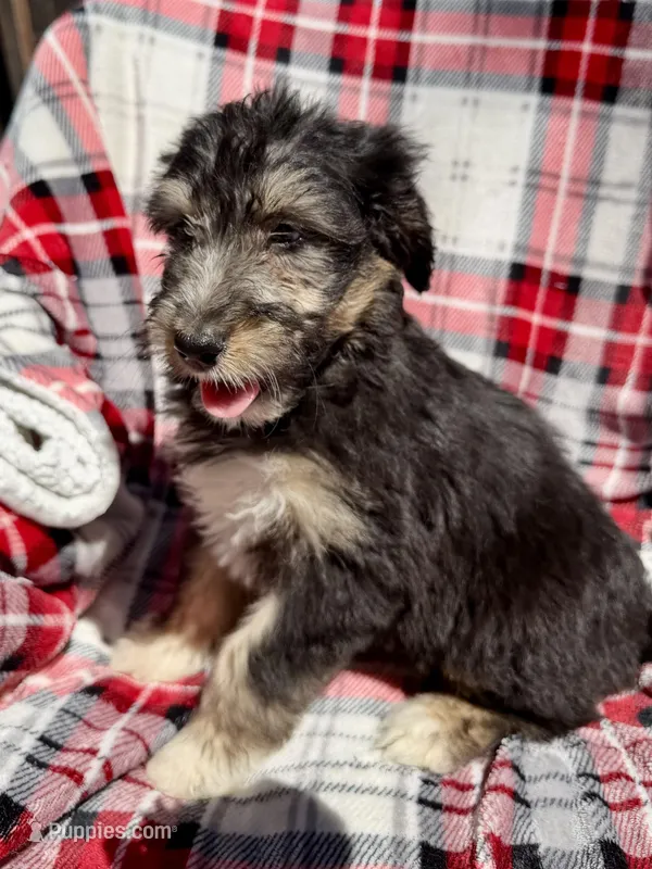 Umi – Miniature Aussiedoodle puppy for sale in New Port Richey, FL
