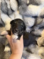 Umi, a male Aussiedoodle for sale in New Port Richey, FL – Photo 2 of 3